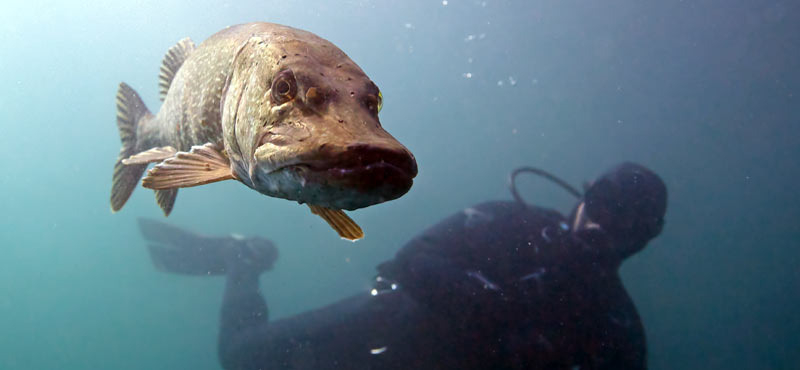 tauchen1_800x370